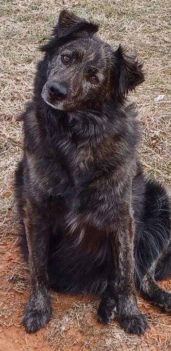 Kiowa AKA Kite, a Adoptable mixed breed in Carnegie, OK image 2/3