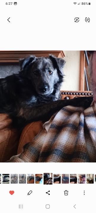 Kiowa AKA Kite, a Adoptable mixed breed in Carnegie, OK image 3/3