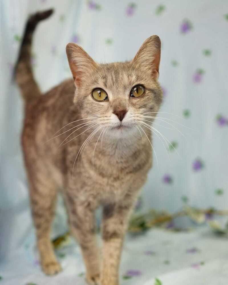 Cranberry, Adoptable, Young Female Domestic Short Hair.