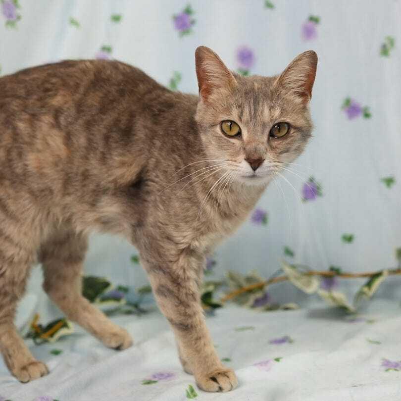 Enlarge Cranberry, a Adoptable mixed breed in Wheaton, IL image 2/2