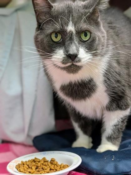 Jax, Adoptable, Adult Male Domestic Short Hair & Domestic Short Hair.