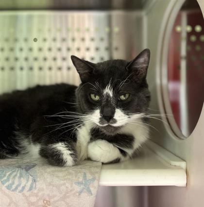 Enlarge Jax, a Adoptable Domestic Short Hair in Montreal, QC image 2/3