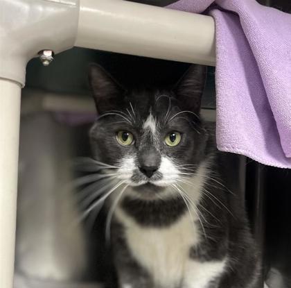 Enlarge Jax, a Adoptable Domestic Short Hair in Montreal, QC image 3/3