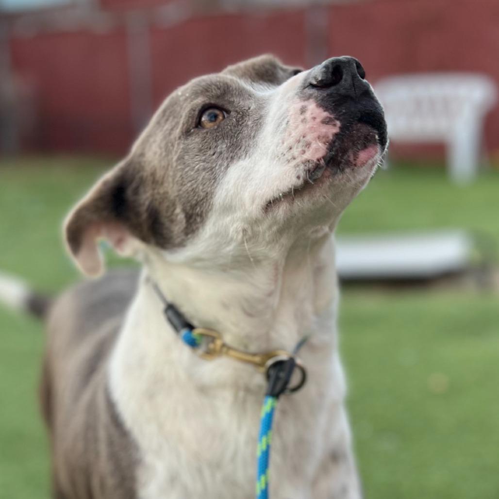 Kevin, Adoptable, Adult Male Pit Bull Terrier.