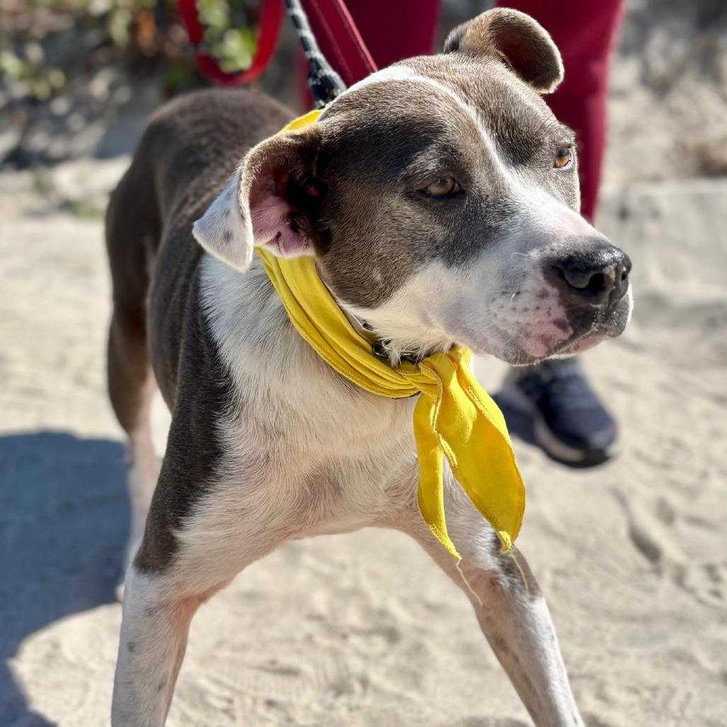 Enlarge Kevin, a Adoptable mixed breed in West Islip, NY image 1/6