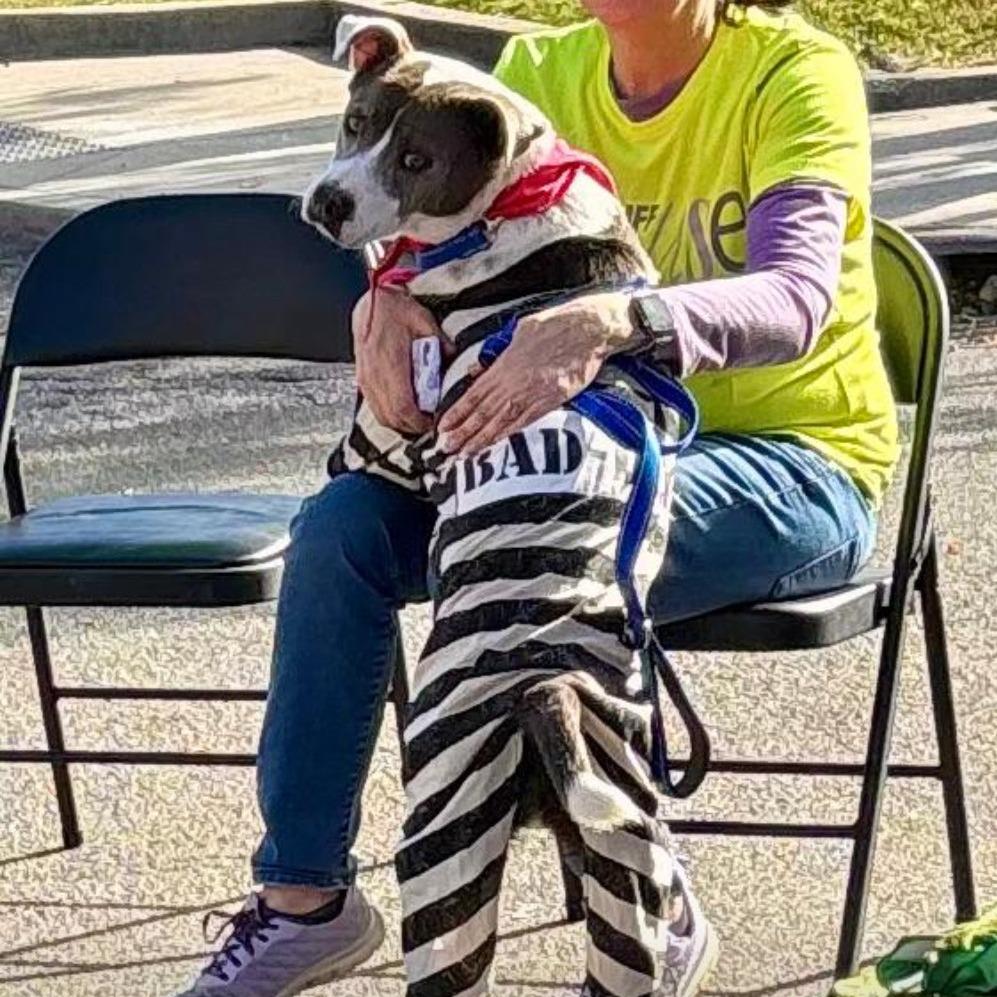 Enlarge Kevin, a Adoptable mixed breed in West Islip, NY image 3/6