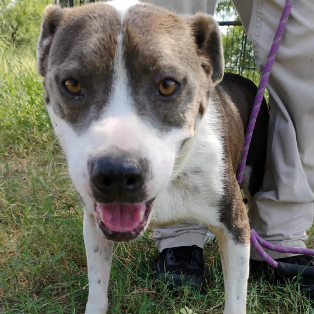 Enlarge Kevin, a Adoptable mixed breed in West Islip, NY image 4/6