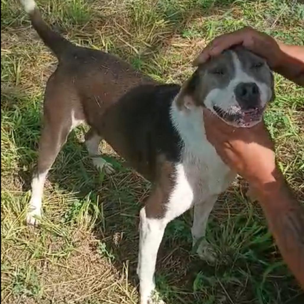 Enlarge Kevin, a Adoptable mixed breed in West Islip, NY image 5/6