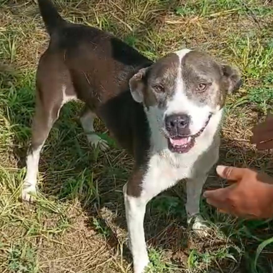 Enlarge Kevin, a Adoptable mixed breed in West Islip, NY image 6/6