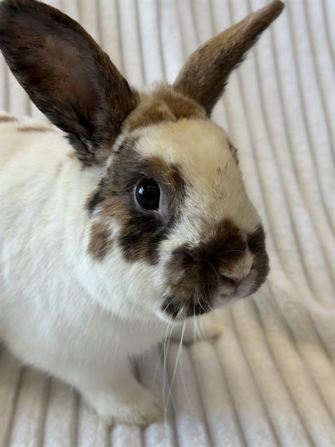 Enlarge TINKER, a Adoptable Bunny Rabbit in West Valley City, UT image 1/2