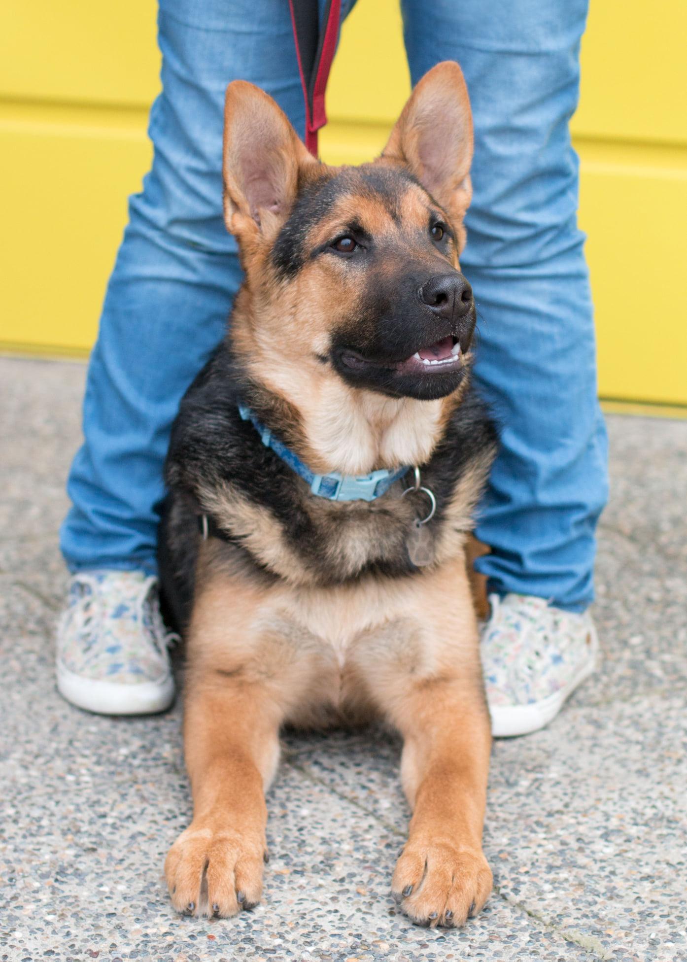 Enlarge D'Arce, a Adoptable mixed breed in West Richland, WA image 4/6