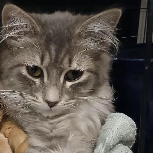 Enlarge Graylan, a Adoptable Domestic Long Hair in Brigham City, UT image 1/1