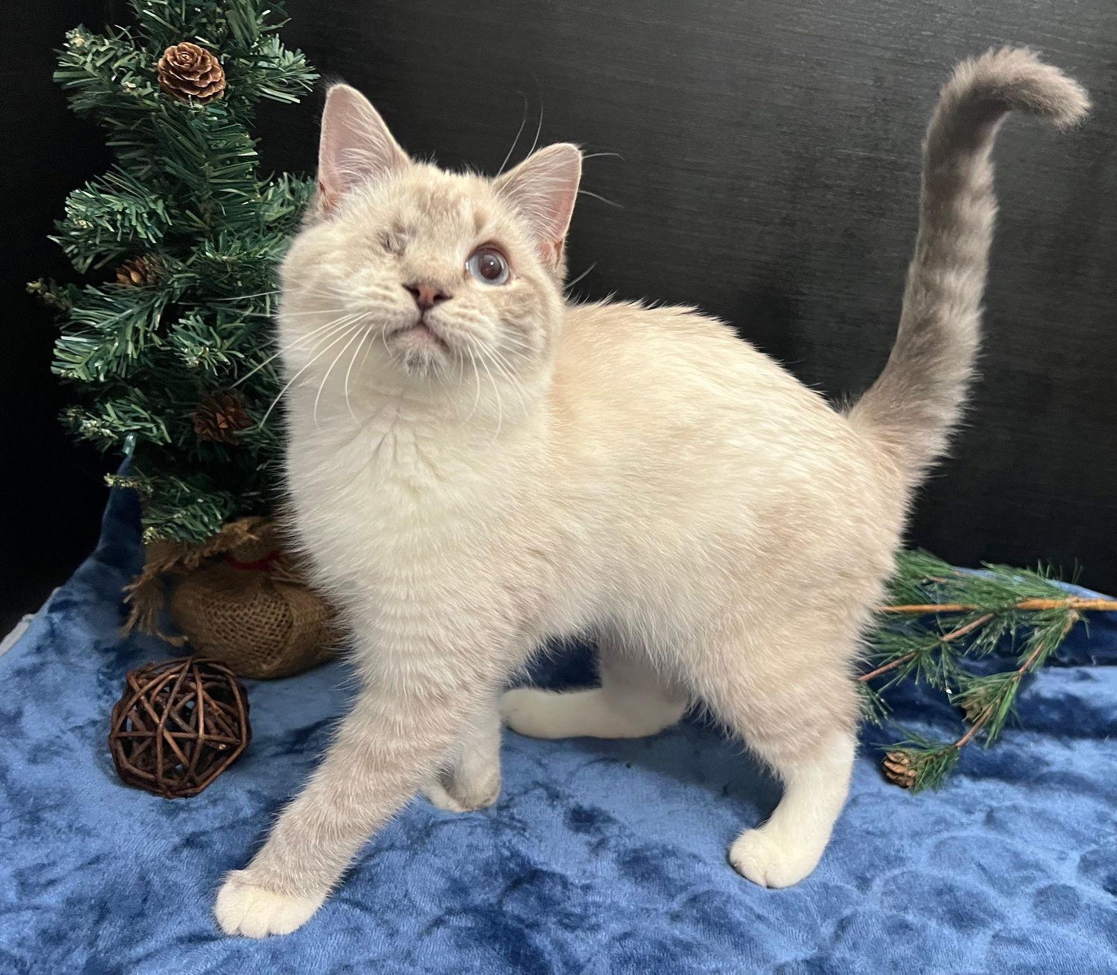 Coridon, a Adoptable Domestic Short Hair in Fayetteville, GA image 1/3