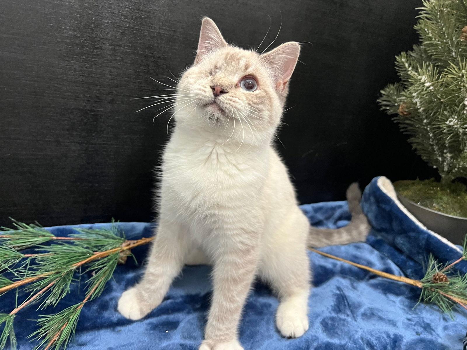 Coridon, a Adoptable Domestic Short Hair in Fayetteville, GA image 2/3