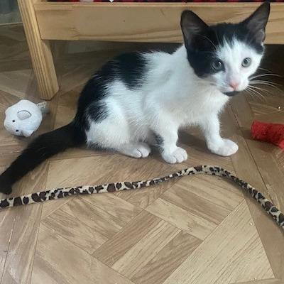 Walnut, Adoptable, Kitten Male Domestic Short Hair.