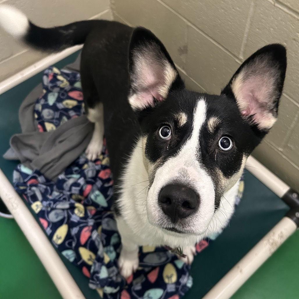 Enlarge Addy, a Adoptable Shepherd in Rohnert Park, CA image 1/1