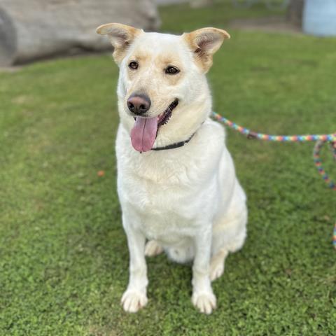 ALIF, Adoptable, Adult Male German Shepherd Dog & Mixed Breed.