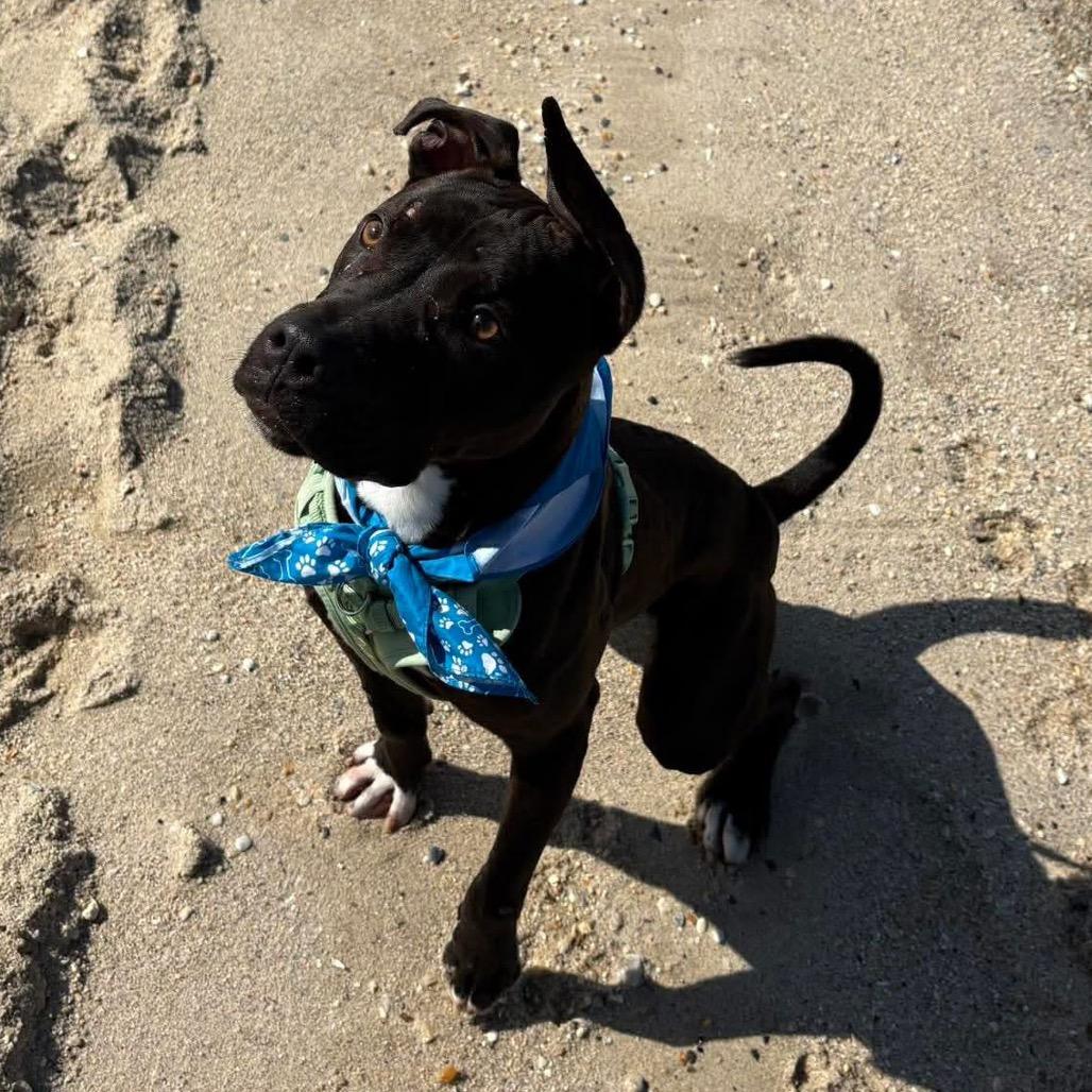 Lt. Beach, a Adoptable Mixed Breed in Windsor, VA image 1/6