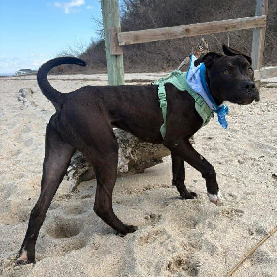 Lt. Beach, a Adoptable Mixed Breed in Windsor, VA image 2/6