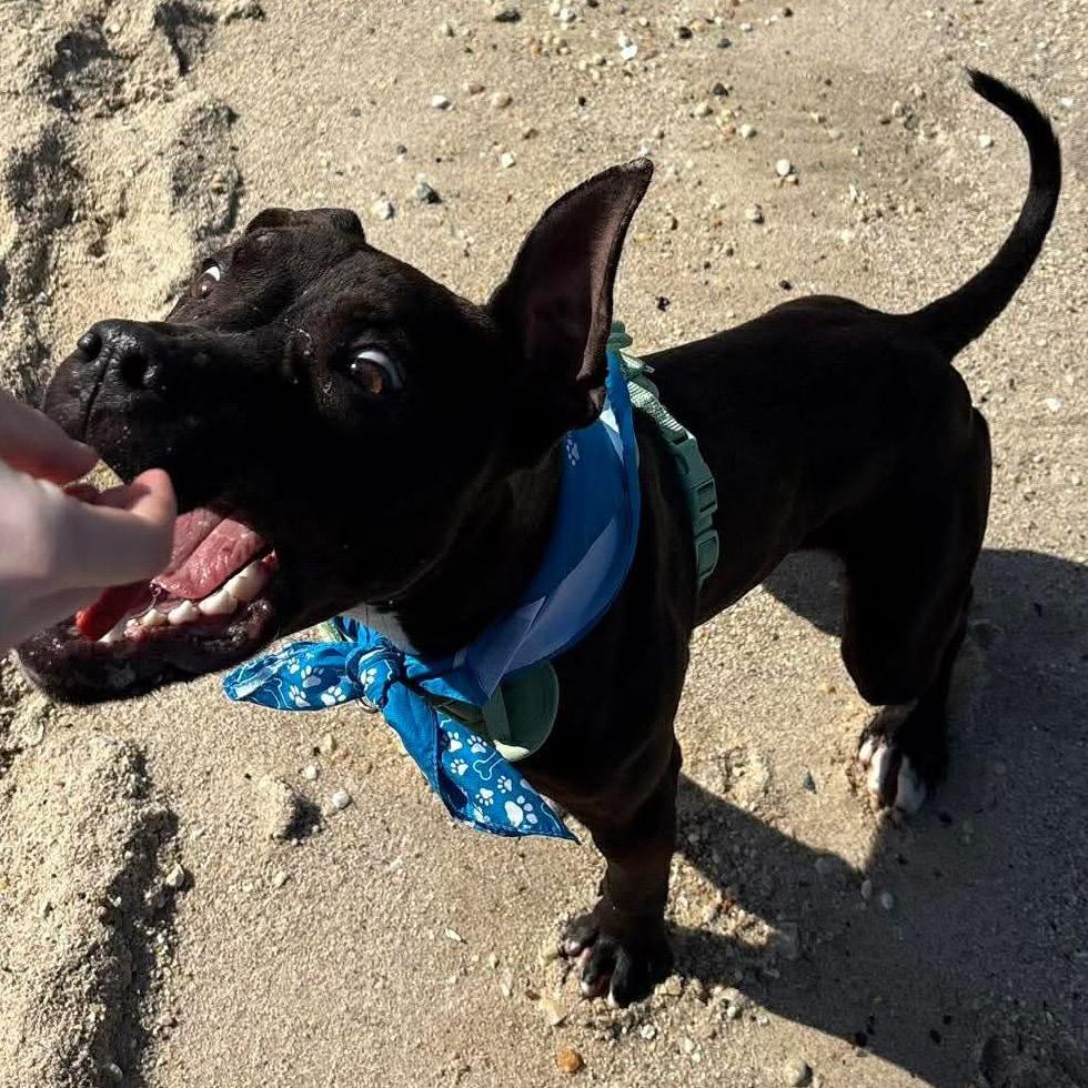 Lt. Beach, a Adoptable Mixed Breed in Windsor, VA image 3/6