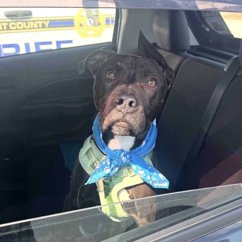 Lt. Beach, a Adoptable Mixed Breed in Windsor, VA image 4/6