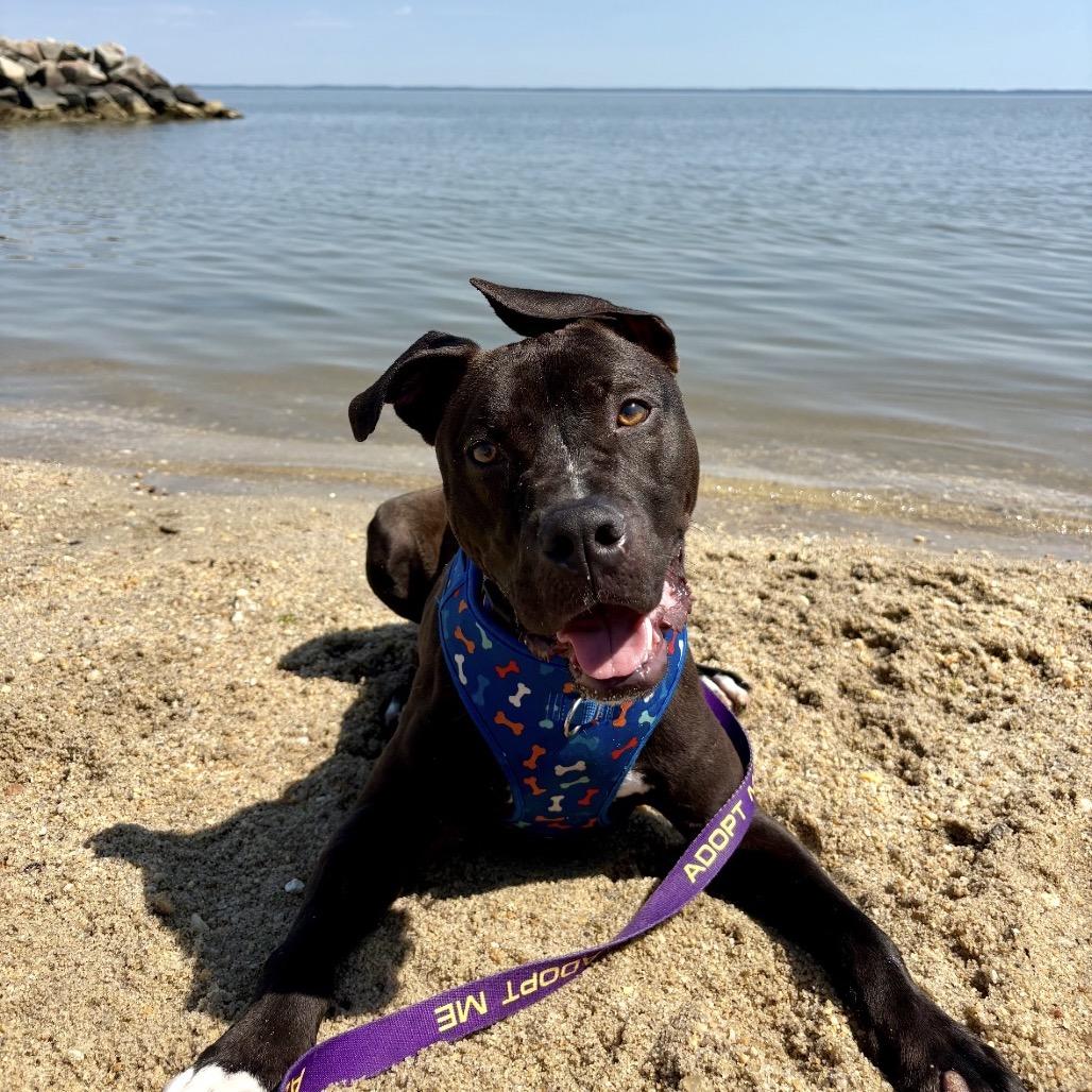 Lt. Beach, a Adoptable Mixed Breed in Windsor, VA image 5/6