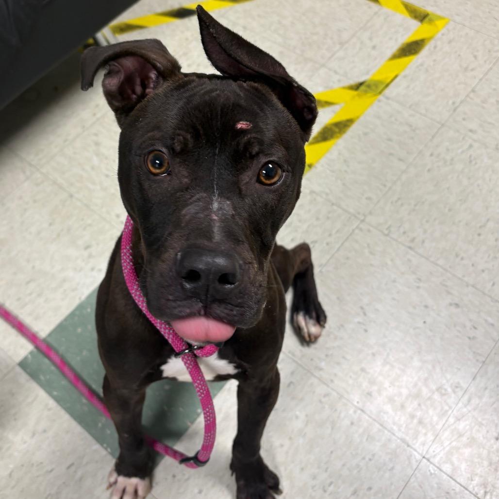 Enlarge Lt. Beach, a Adoptable mixed breed in Windsor, VA image 1/2