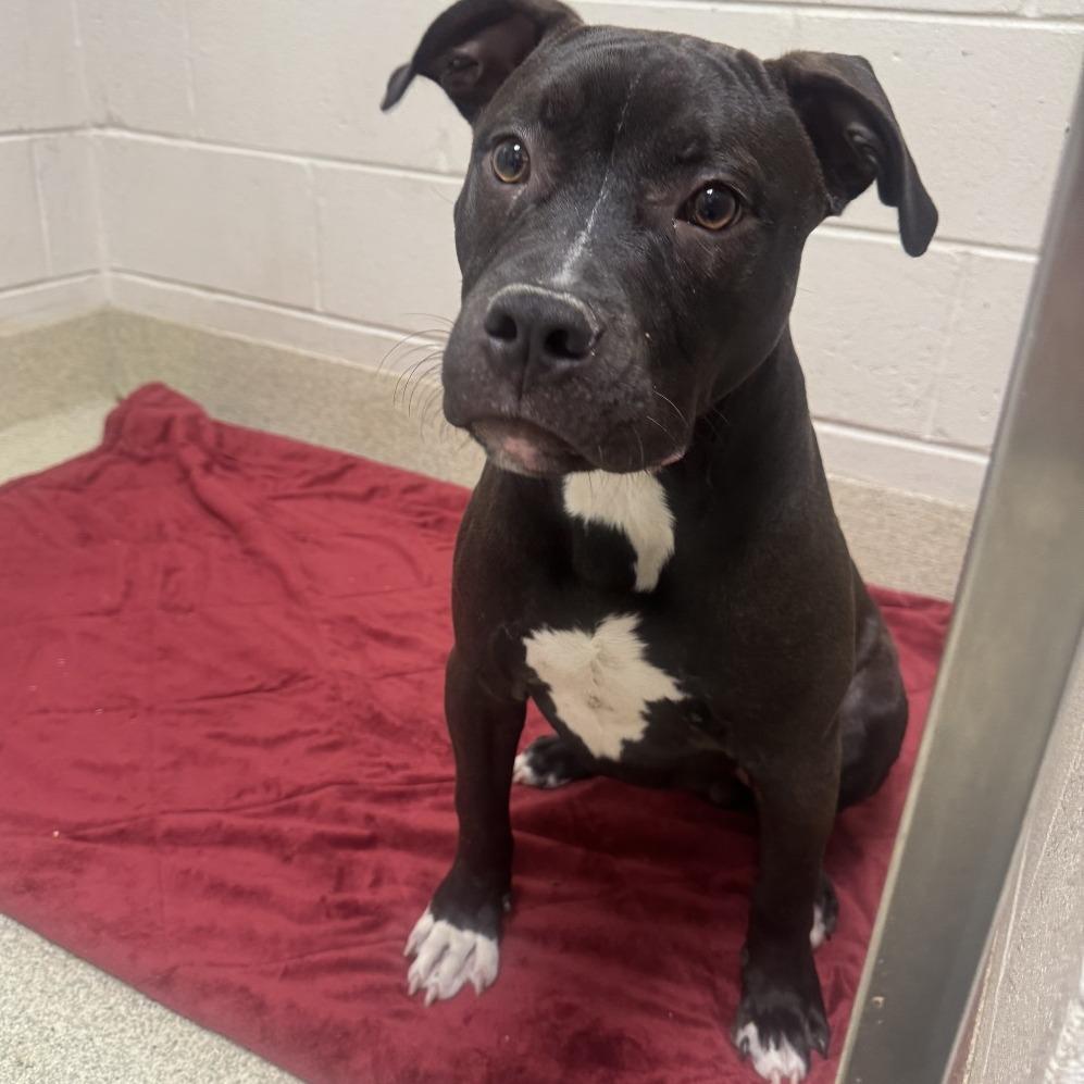 Enlarge Lt. Beach, a Adoptable mixed breed in Windsor, VA image 2/2