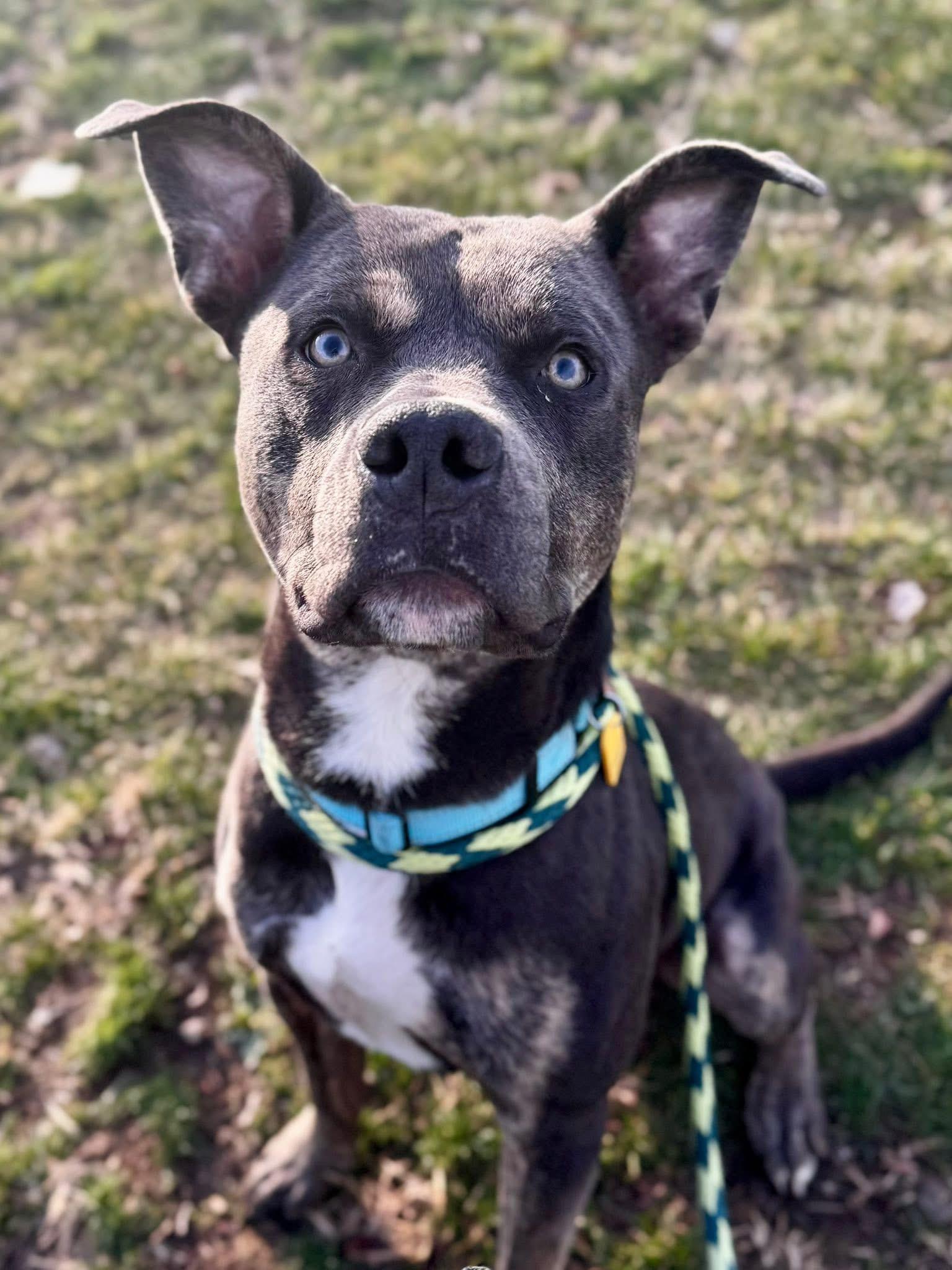 Stewie, a Adoptable mixed breed image 1/6