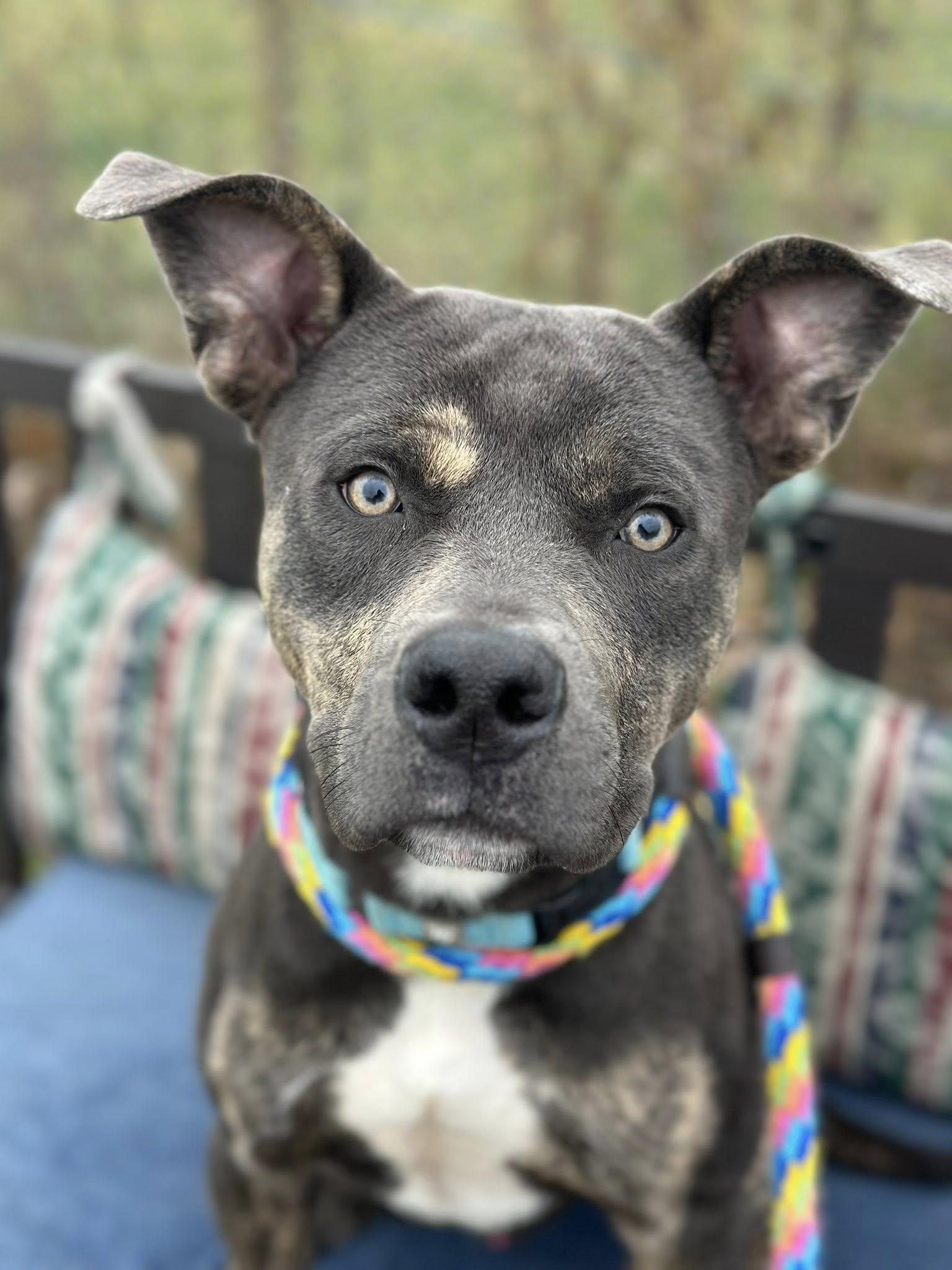 Stewie, a Adoptable mixed breed image 2/6