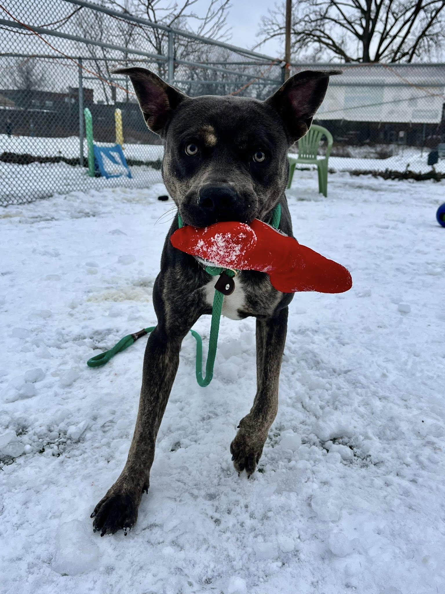 Stewie, a Adoptable mixed breed image 3/6