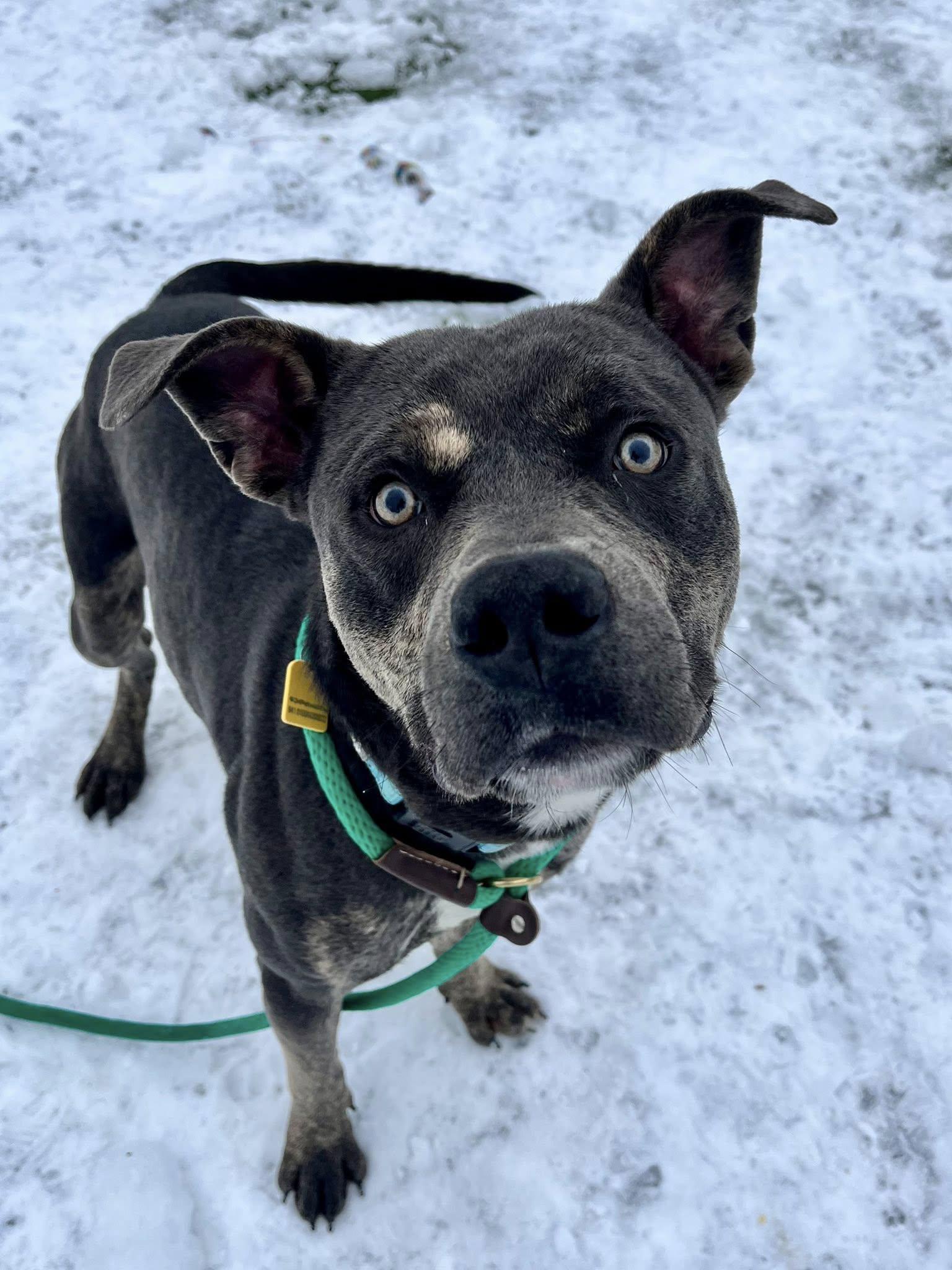 Stewie, a Adoptable mixed breed image 4/6