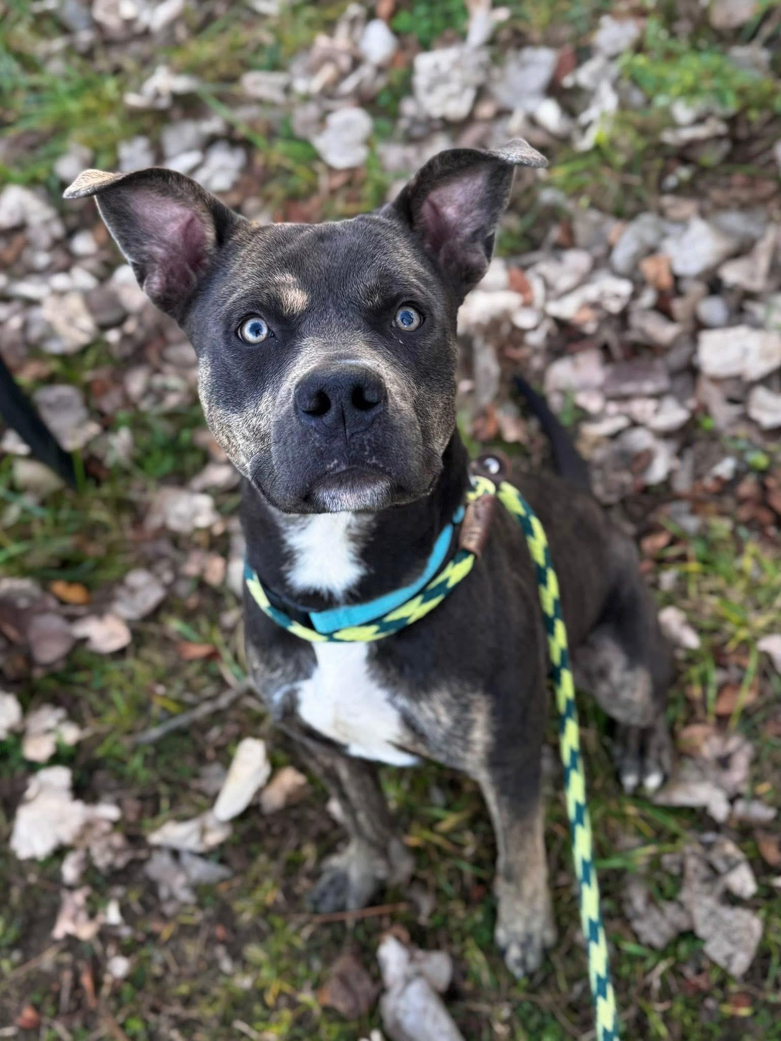 Stewie, a Adoptable mixed breed image 5/6