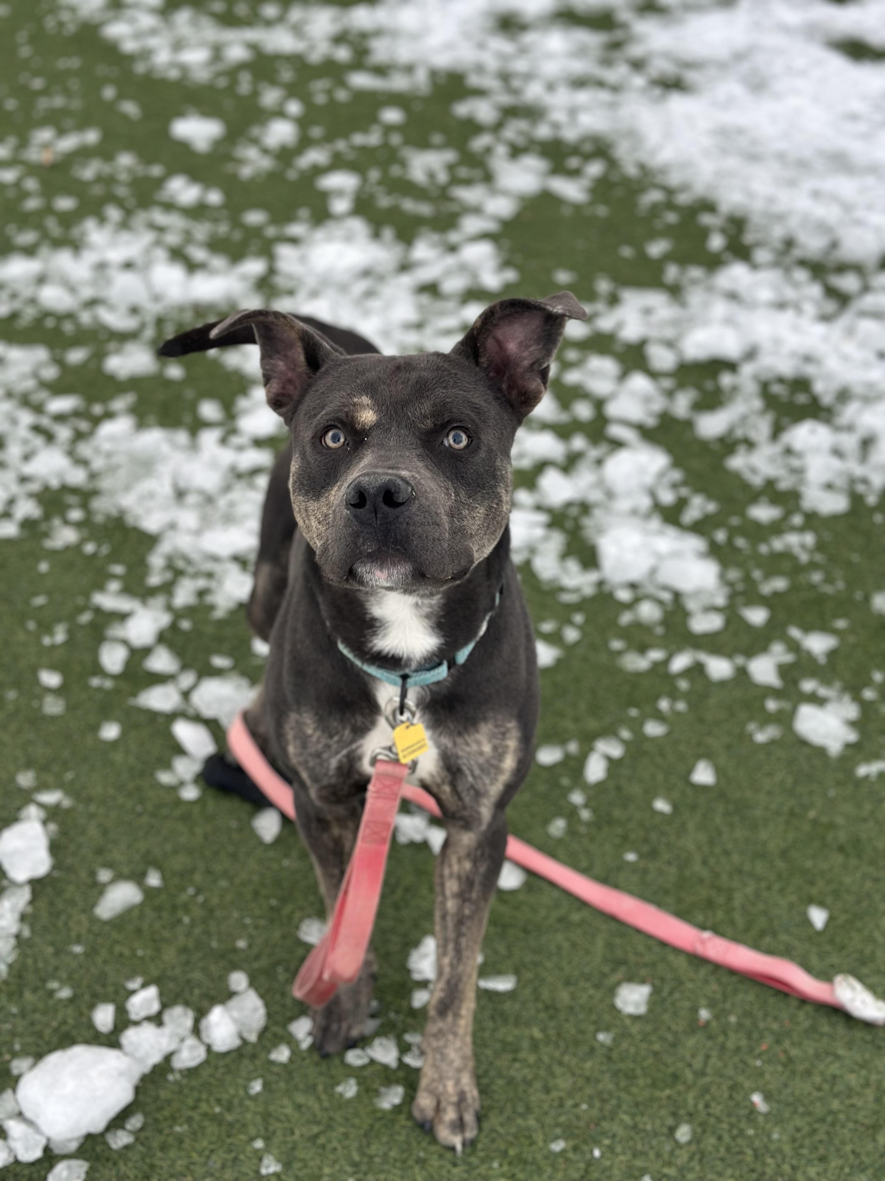 Stewie, a Adoptable mixed breed image 6/6