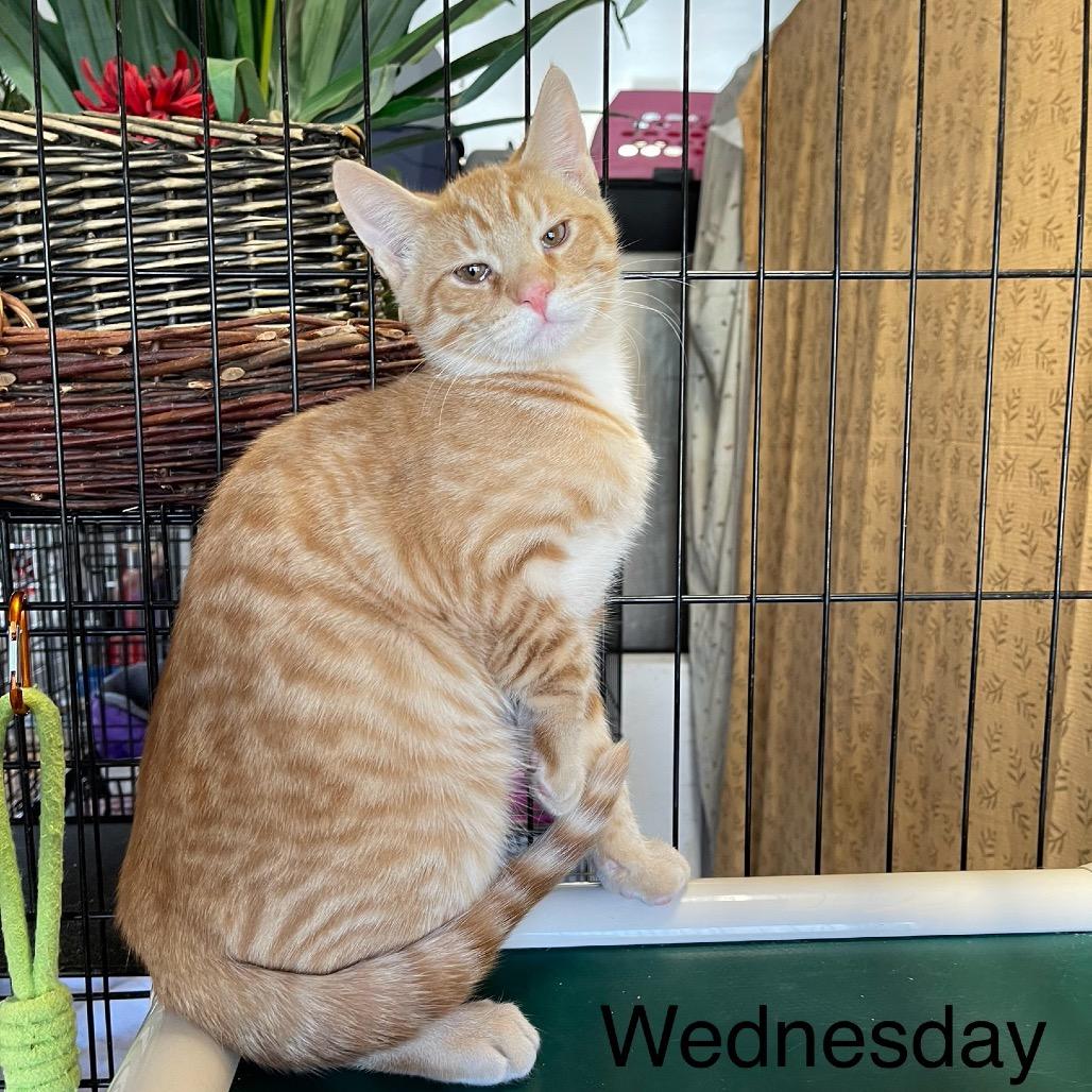 Enlarge Wednesday Addams, a Adoptable Domestic Short Hair in Wappingers Falls, NY image 1/2