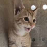 Wednesday Addams, Adoptable, Kitten Male Domestic Short Hair.