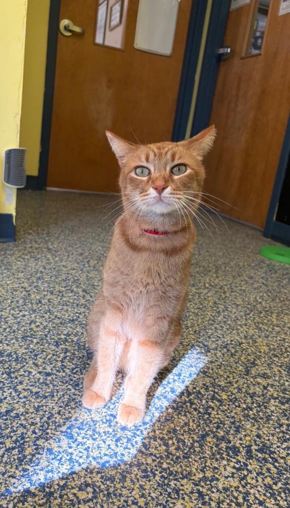 Birdie, Adoptable, Young Female Domestic Short Hair.