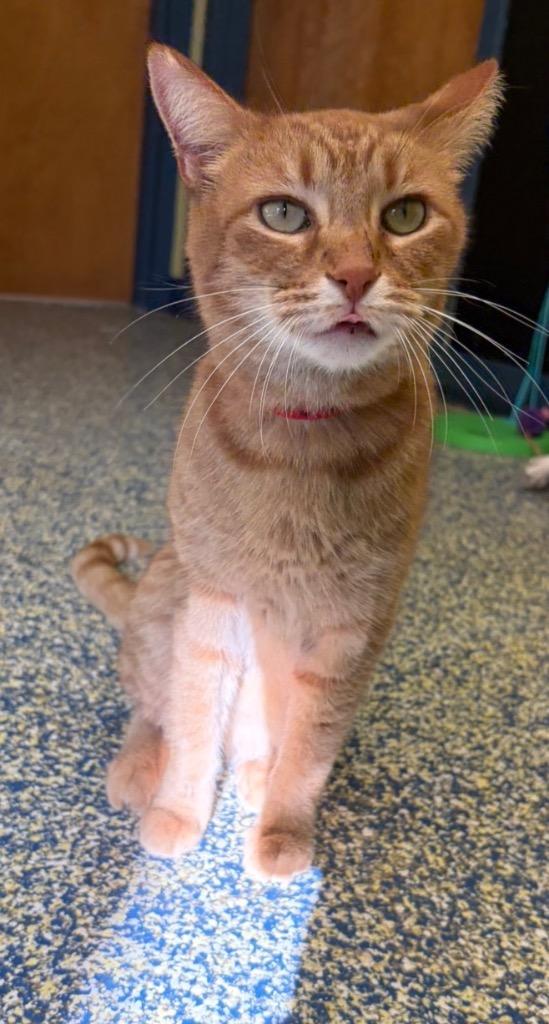 Birdie, a Adoptable mixed breed in Maumelle, AR image 2/6