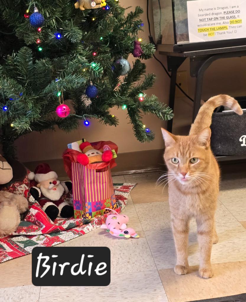 Birdie, a Adoptable mixed breed in Maumelle, AR image 3/6