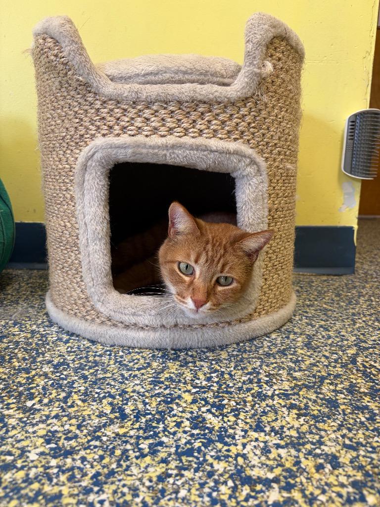 Birdie, a Adoptable mixed breed in Maumelle, AR image 4/6