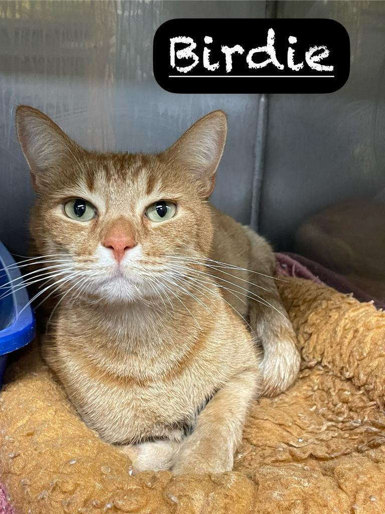 Birdie, a Adoptable mixed breed in Maumelle, AR image 5/6