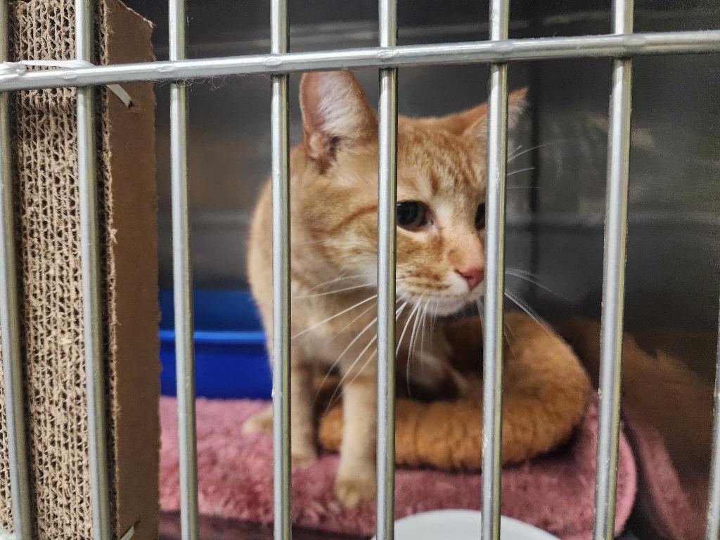 Birdie, a Adoptable mixed breed in Maumelle, AR image 6/6