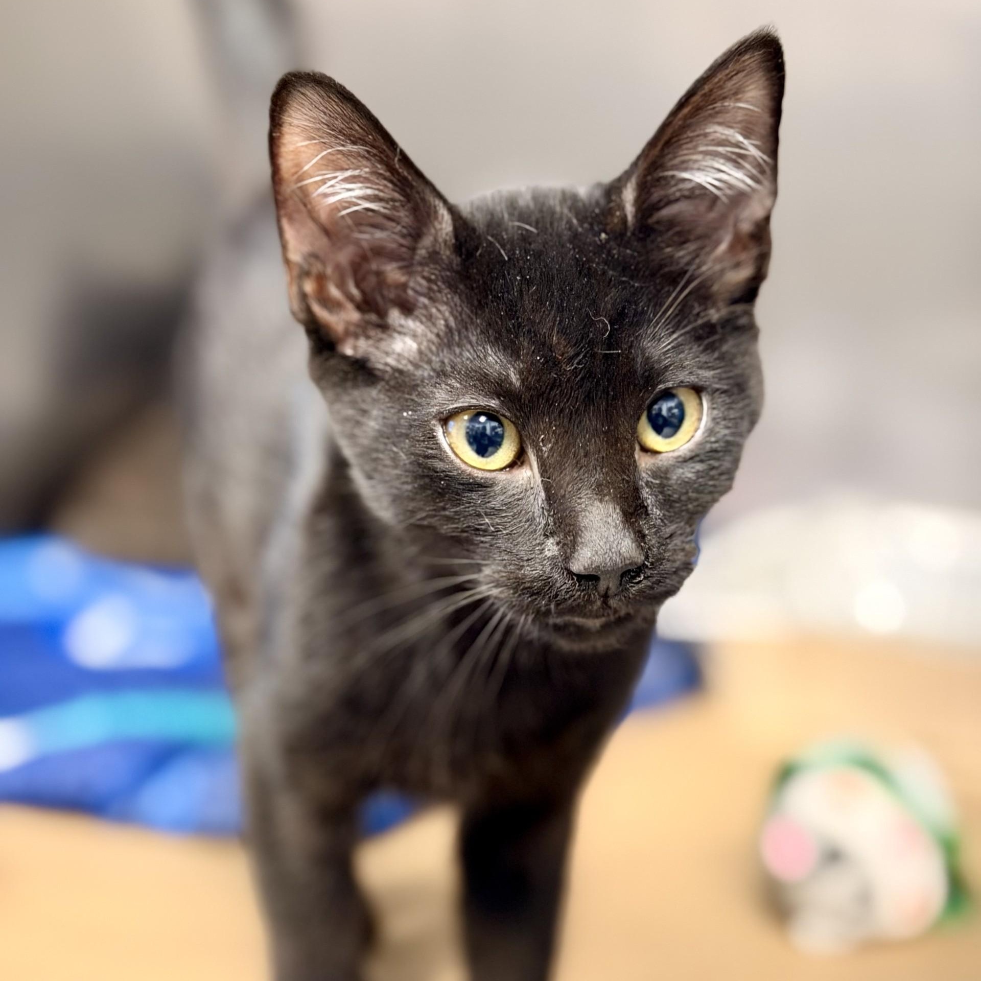 Enlarge Nico, a ADOPTABLE Domestic Short Hair in Manahawkin, NJ image 1/3