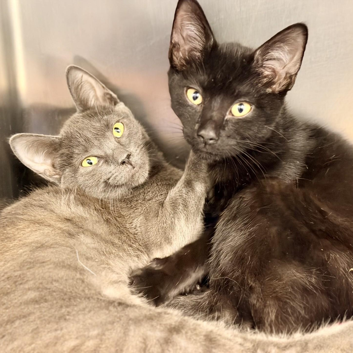 Enlarge Nico, a ADOPTABLE Domestic Short Hair in Manahawkin, NJ image 3/3