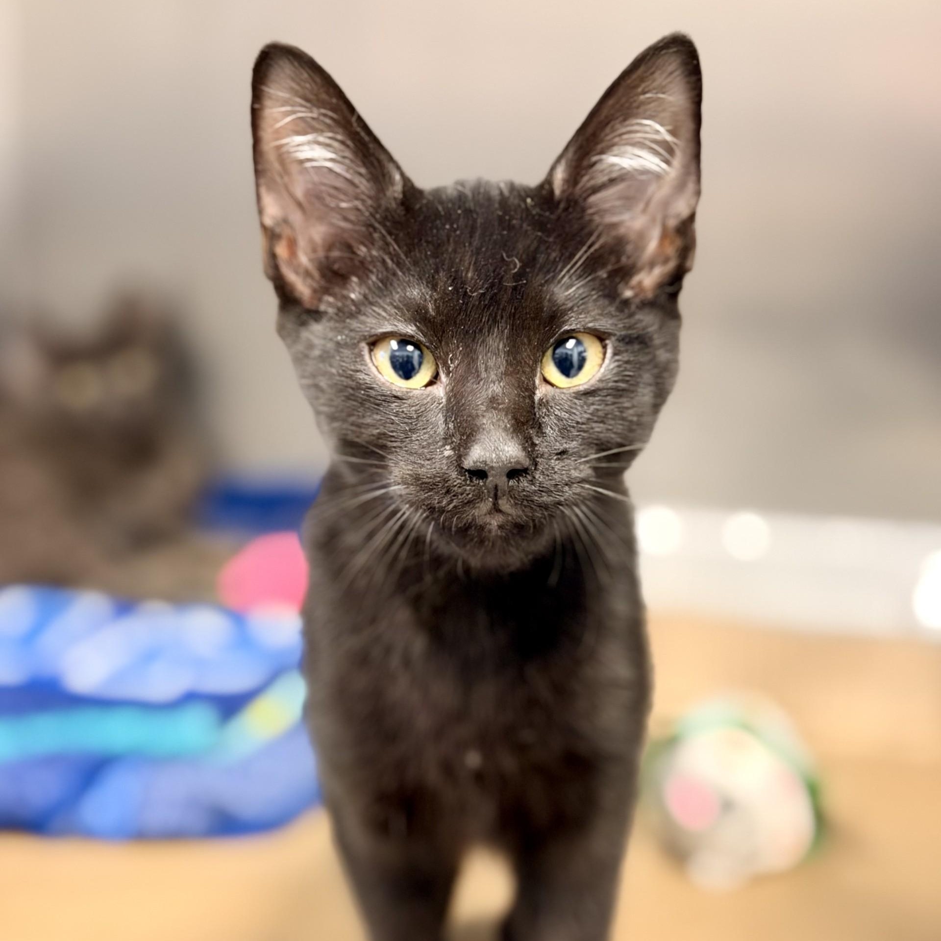 Enlarge Nico, a ADOPTABLE Domestic Short Hair in Manahawkin, NJ image 2/3