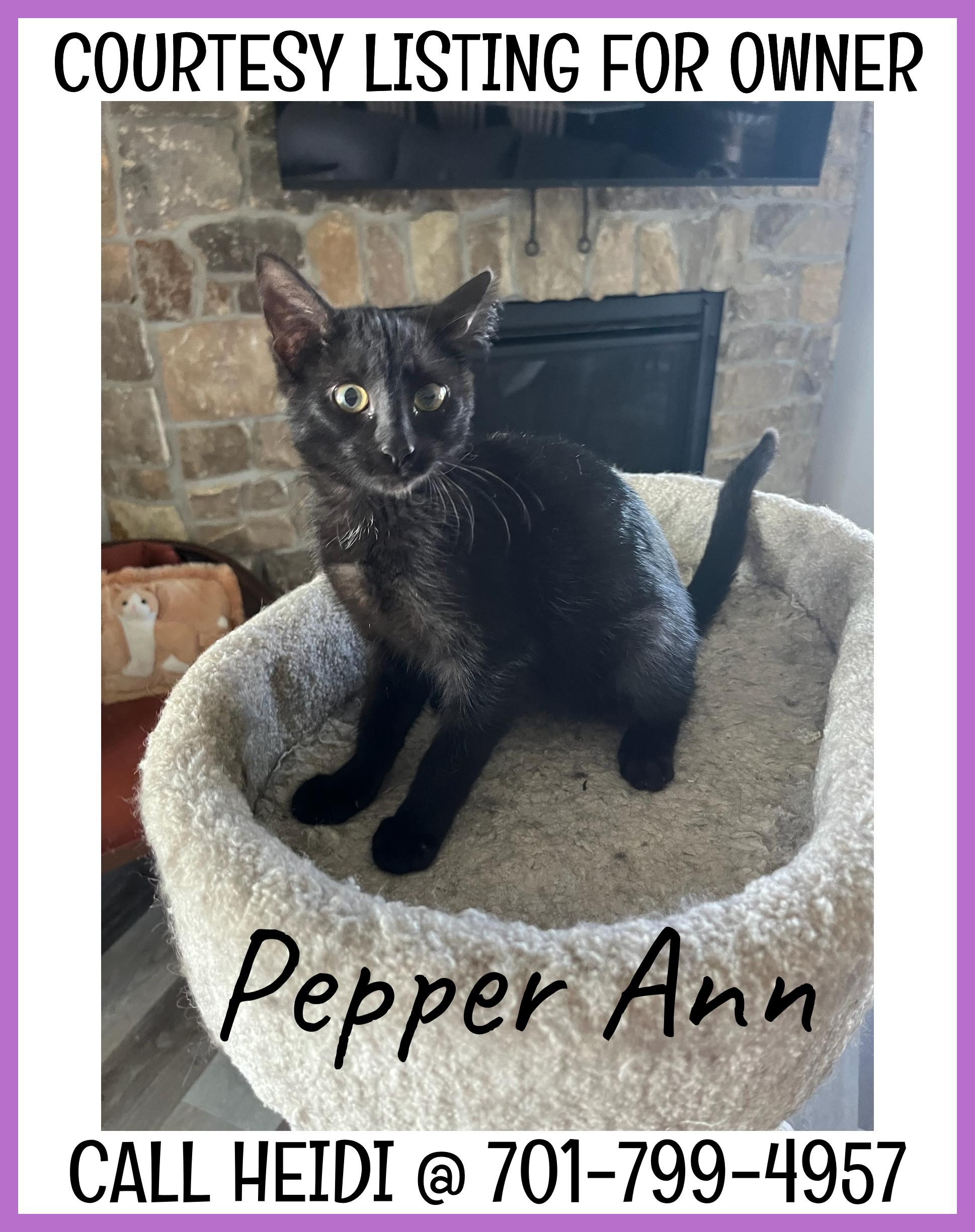 Pepper Ann - COURTESY LISTING FOR OWNER, an adoptable Domestic Short Hair in Valley City, ND, 58072 | Photo Image 1