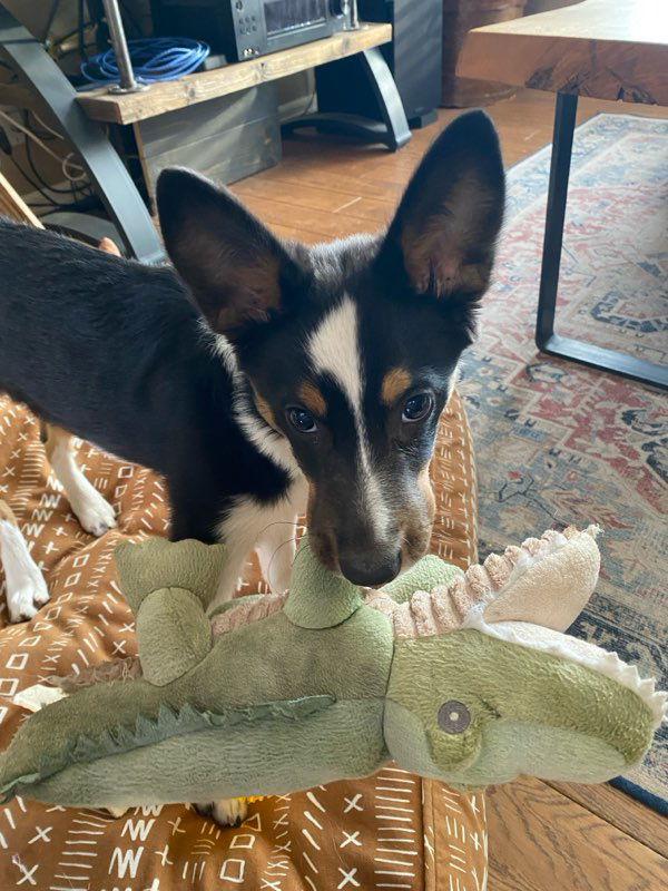 Gigi, Adoptable, Young Female Corgi & Australian Shepherd.