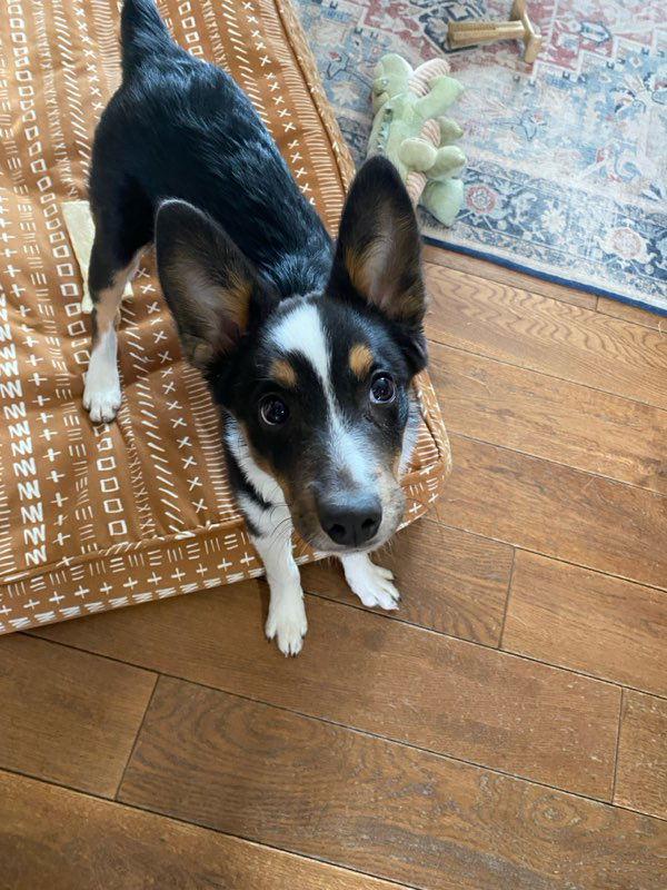 Enlarge Gigi, a Adoptable mixed breed in Denver, CO image 2/3