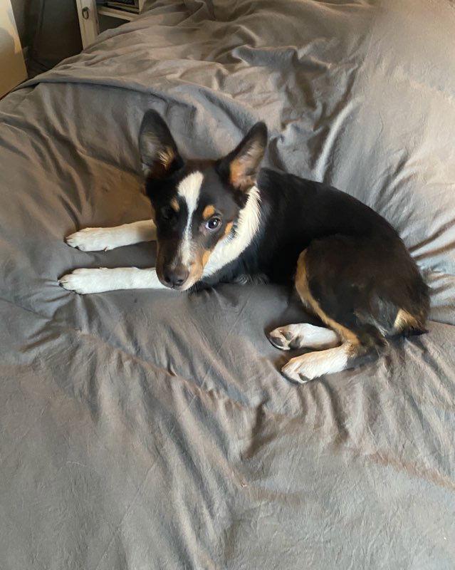 Enlarge Gigi, a Adoptable mixed breed in Denver, CO image 3/3