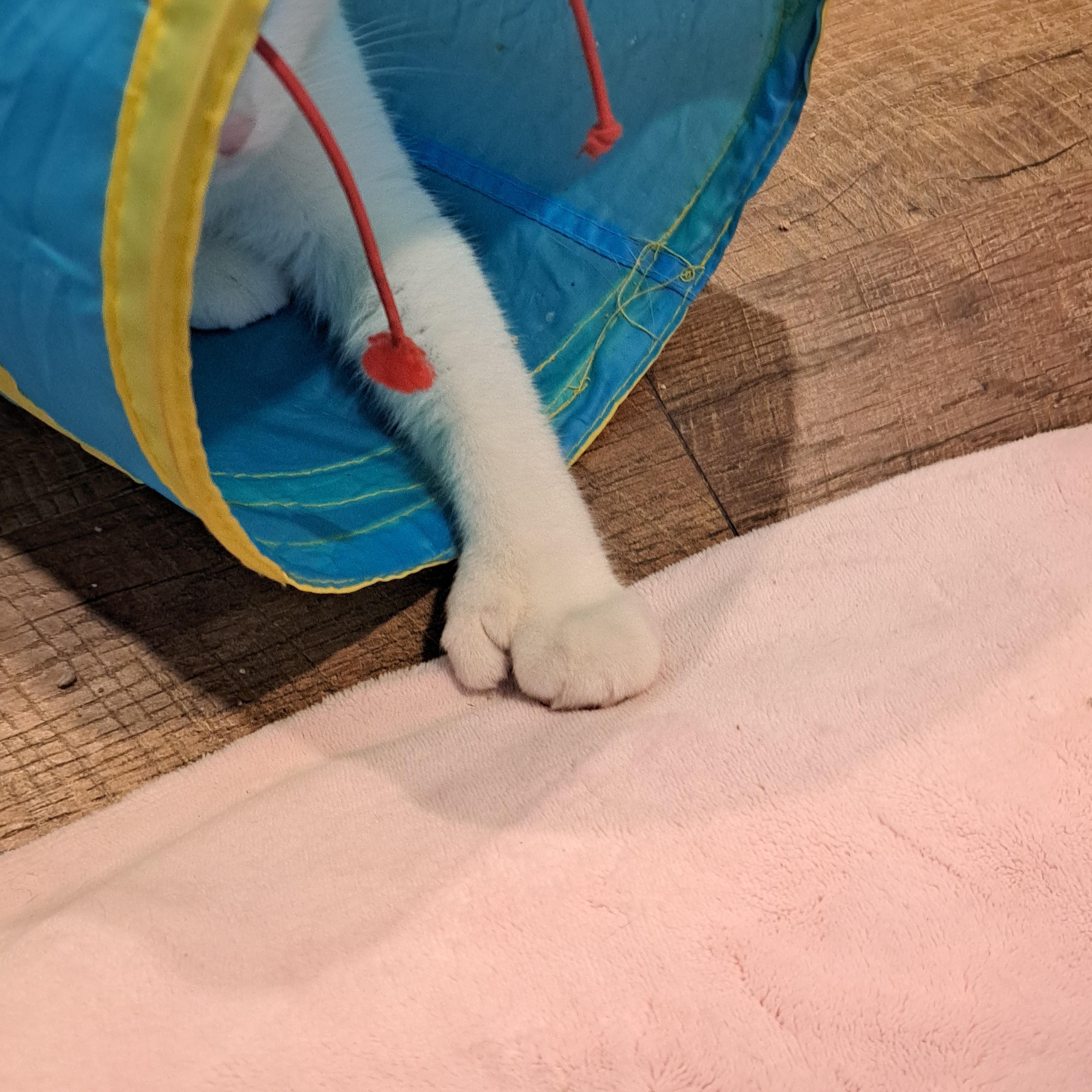 Mikey Polydactyl 1 and 1/2 yrs, a Adoptable Extra-Toes Cat / Hemingway Polydactyl in London, ON image 3/6